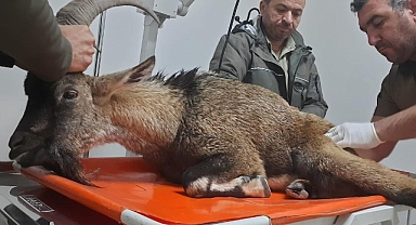 Yaralı dağ keçisi Şanlıurfa'da tedavi altına alındı
