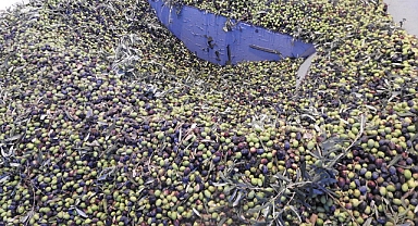 Zeytinde rekoltenin düşük olması bekleniyor