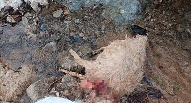 Aç kurtlar ahırdaki sürüye saldırdı: 30 küçükbaş hayvan telef oldu