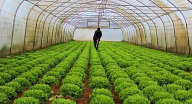 TÜİK,  Bitkisel Üretim İstatistikleri’ni paylaştı