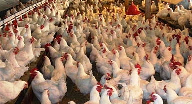 TÜİK,  Kümes Hayvancılığı Üretimi verilerini açıkladı