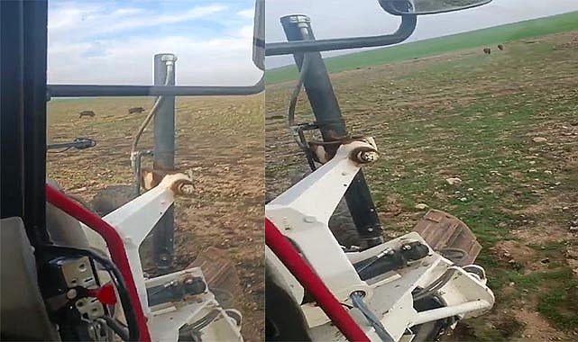 Urfa'da ilk defa domuz gören vatandaş bakın domuza ne yaptı?
