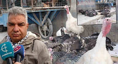 Yılbaşı sofralarını süsleyen hindilerde fiyatlar ikiye katlandı