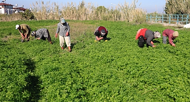 İnsanlar zehirlenmesin diye işçiler günlerce mesai yapıyor