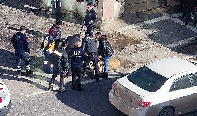 Şanlıurfa'da hayvanları ölen çiftçi isyan etti