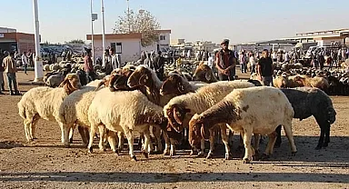 Şanlıurfa Canlı Hayvan Borsası 2023 Yılında Üçüncü Sırada