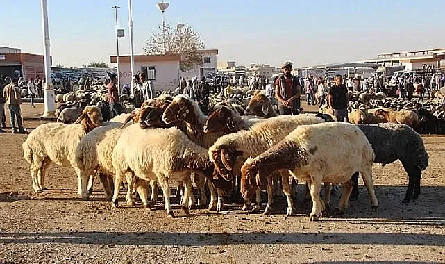 Şanlıurfa Canlı Hayvan Borsası 2023 Yılında Üçüncü Sırada