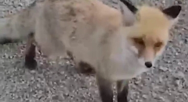 Tilkiyi elleriyle besledi