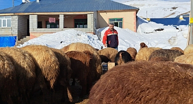 Türkiye’nin en yüksek rakımlı köyünde zorlu hayvancılık