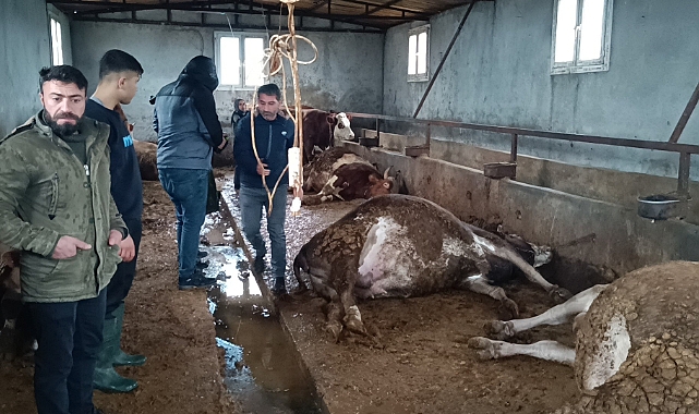 Urfa'da ahıra düşen yıldırım 3 hayvanı telef etti