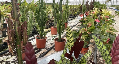 GAP'ın başkenti Şanlıurfa, süs bitkilerinin merkezi oluyor