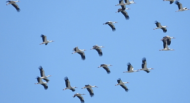 Göç yolundaki leylekler görsen şölen oluşturdu