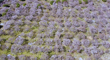 Kayısı ağaçları çiçek açtı, ortaya görsel şölen çıktı