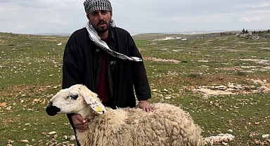 Koruma altına alınan Suruç koyunu tescilleniyor
