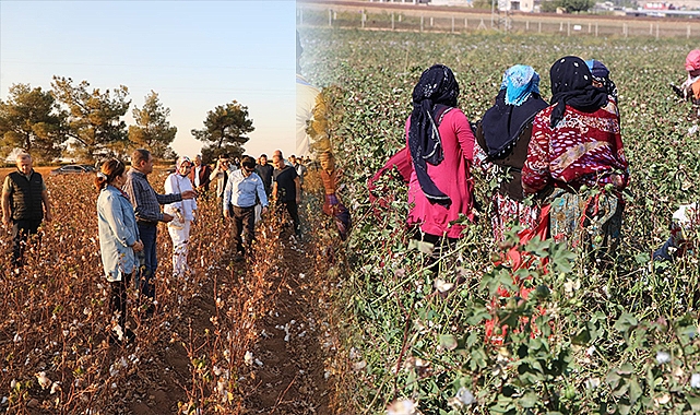 Urfa Valisi Şıldak, "Şanlıurfa, pamuk üretiminde Türkiye'de ilk sırada yer alıyor"