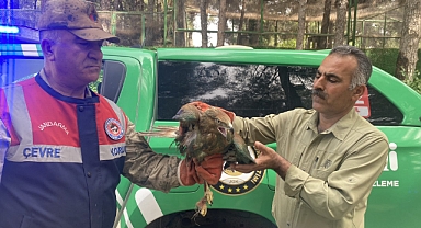 Akçakale'de ahırda Kızıl Şahin besleyen şahsa 30 bin TL ceza