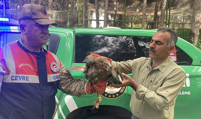 Akçakale'de ahırda Kızıl Şahin besleyen şahsa 30 bin TL ceza