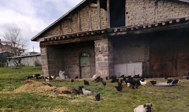 Hırsızlar kümesten 60 tavuk ve 2 kangal yavrusu çaldı, 11 tavuğu da telef etti