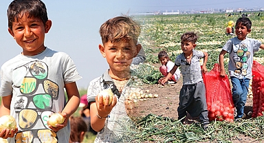 Okulda olması gereken Urfalı çocuklar soğan tarlasında!