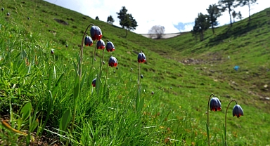 Palandöken’de Kaf Laleleri açtı