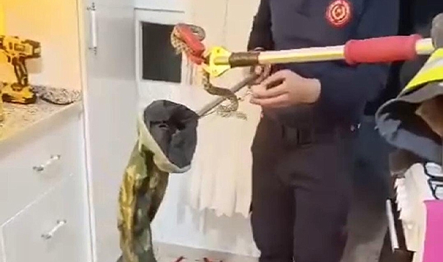Şanlıurfa'da yılan operasyonu