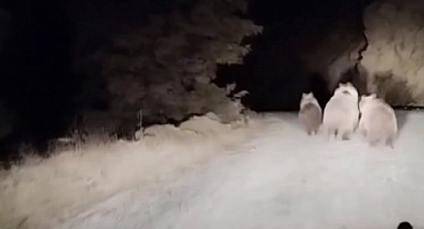 Otomobiliyle giderken ayılarla karşılaştı