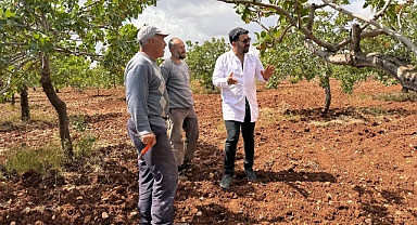 Şanlıurfa'da dolu ve yağmur sonrası ziraat mühendisleri sahaya indi