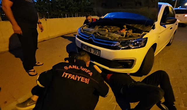 Şanlıurfa'da kedi operasyonu!