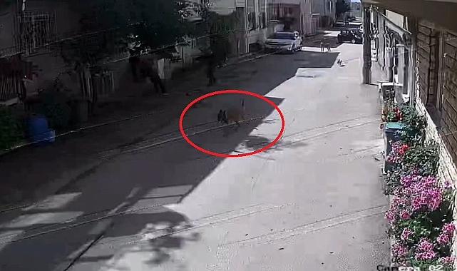 Sokak köpekleri 3 çocuğa saldırdı, o anlar kamerada