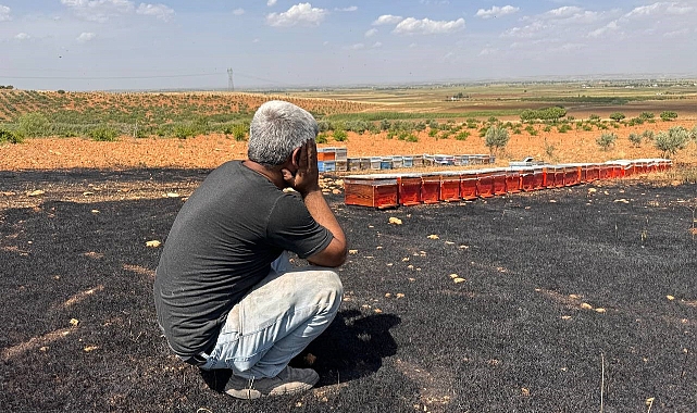 Suruç'ta arıcı çaresizce yanan kovanlarını izledi