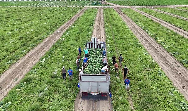 Urfalı tarım işçilerin topladıkları karpuzlar yurt dışına ihraç ediliyor