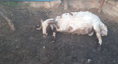 Yıldırım düşmesi sonucu baraka yandı, 3 koyun telef oldu