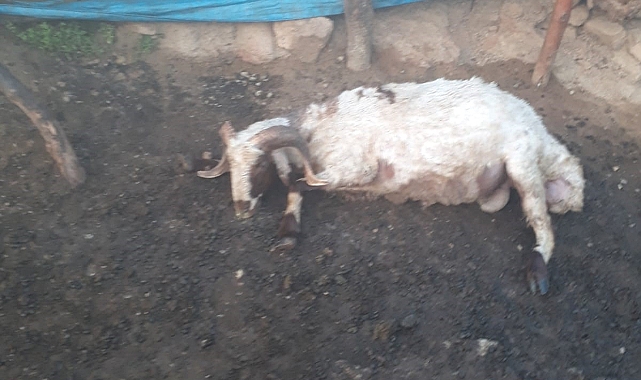 Yıldırım düşmesi sonucu baraka yandı, 3 koyun telef oldu