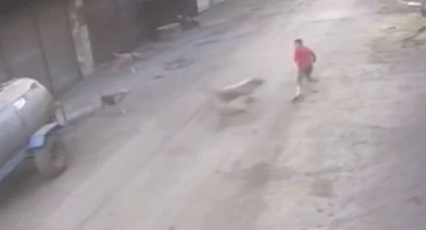 14 yaşındaki çocuk başıboş köpeklerin saldırısına uğradı