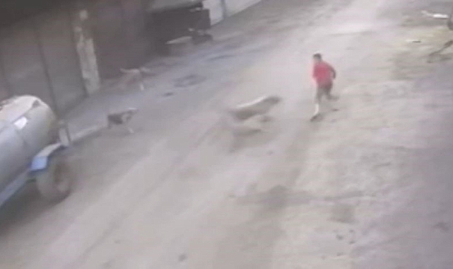 14 yaşındaki çocuk başıboş köpeklerin saldırısına uğradı