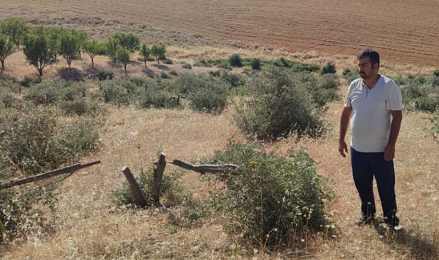 Hilvan'da tarlaya giden vatandaş gözlerine inanamadı!