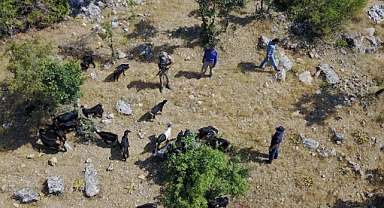 Jandarma kaybolan sürüyü dron ile buldu