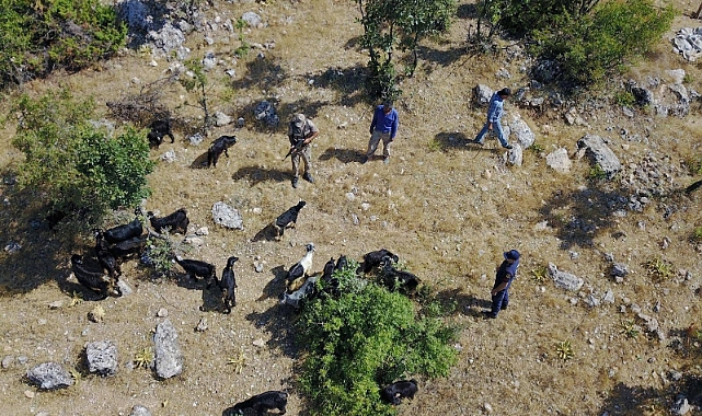 Jandarma kaybolan sürüyü dron ile buldu