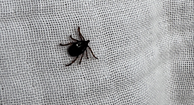 Kene alarmı! Tespit edilen 22 vakadan 3 kişi hayatını kaybetti