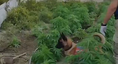 Kenevir eken şahsın kimliği tarlaya yerleştirilen kamerayla tespit edildi