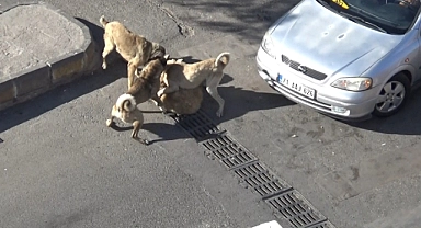 Şanlıurfa'da başıboş köpeklerin kavgasını vatandaşlar ayırdı