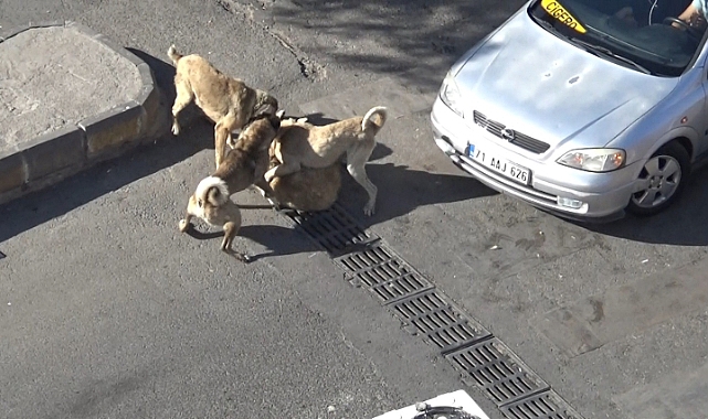 Şanlıurfa'da başıboş köpeklerin kavgasını vatandaşlar ayırdı