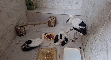 Şanlıurfa'da bitkin halde leylek yavruları bulundu