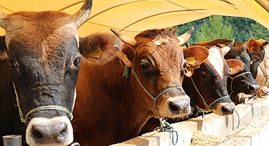 Şanlıurfa'da Kurban Bayramı tedbirleri belli oldu!