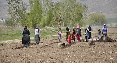 Siverekli mevsimlik tarım işçileri Erzincan'da