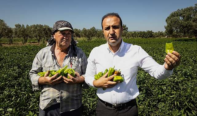 Urfa isotunun rakibi Arslanlar biberi oldu