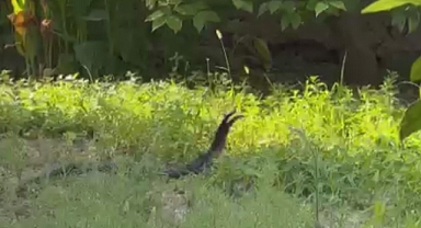 Yılanların çiftleşme dansı kamerada