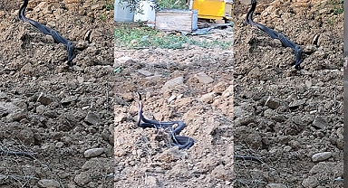 Yılanların dansı kamerada