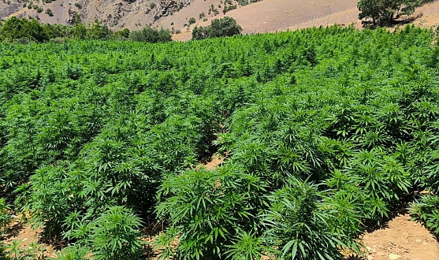 1 milyon 229 bin 300 kök kenevir ve skunk bitkisi ele geçirildi