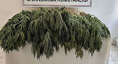 253 kök kenevir ele geçirildi: 9 gözaltı